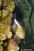 Paracirrhites arcatus Epervier strie-Wakatobi Batuata Island-8m-20180603-Denis-ADER-DSC_3765_tn